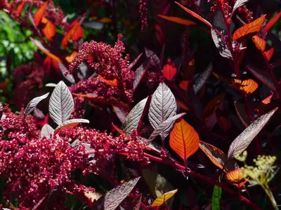 Coleus forskoin extracts