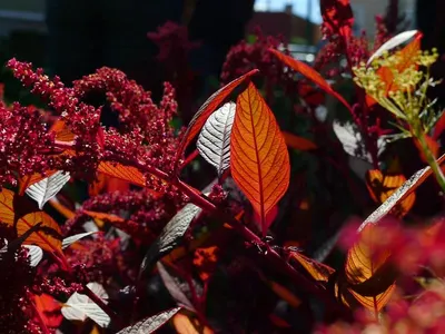 Island Eddie's Aloha Red And White Fern