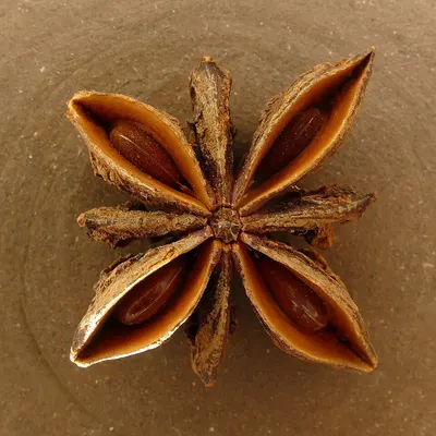 Squid Flower by JX Seafood Limited