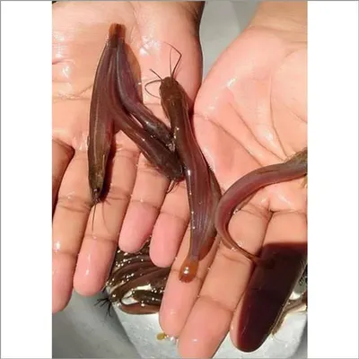 Dragon Blood