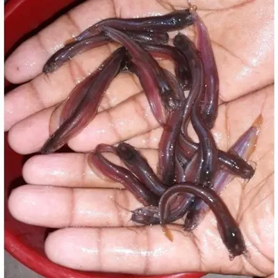 Vanilla Bean