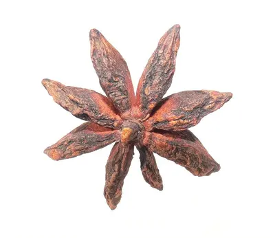 Echinodorus Argentinensis Aquatic Plant