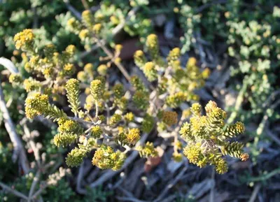 Anise (conventional)