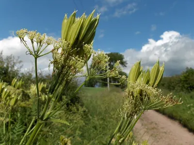 Galbanum Gum (conventional)