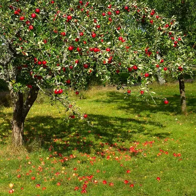 Apples