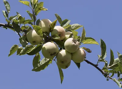Apples
