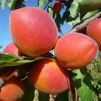 Peach Glory by Rida International
