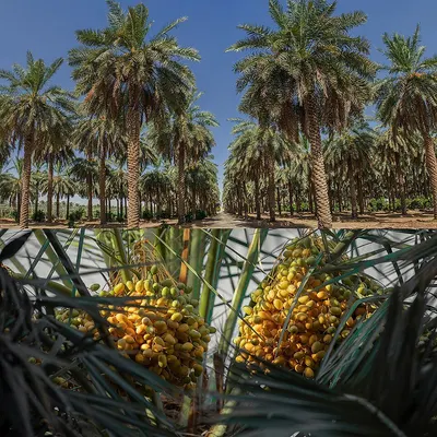 Date Palm Trees For Outdoor Decoration by Guangzhou Songtao Craft Artificial Tree Co., Ltd.