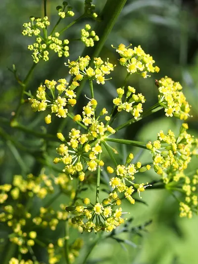 Galbanum by Acpfood