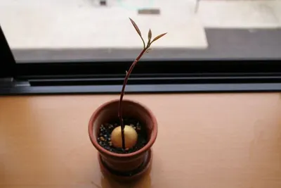 Flower pot