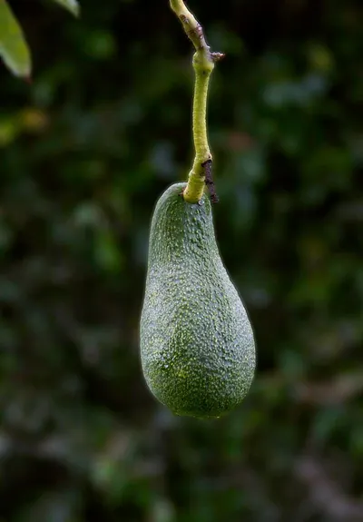 Avocado