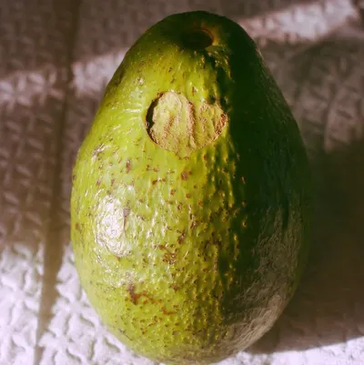 Avocados