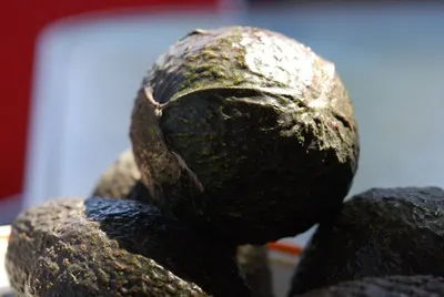 Avocado Hass