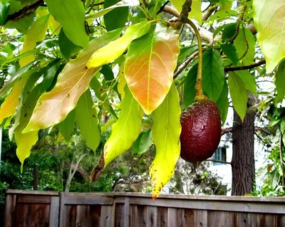 Avocado Hass