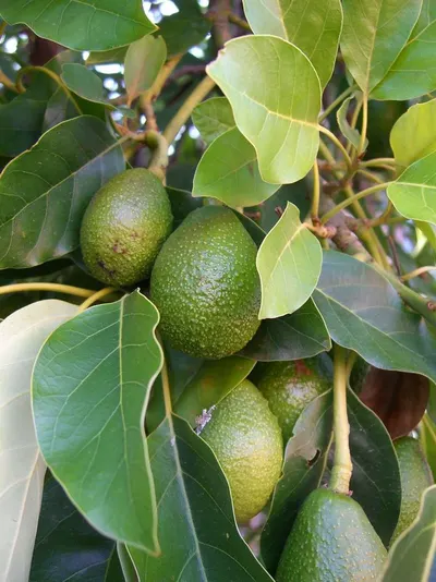 Fruetre Avocados