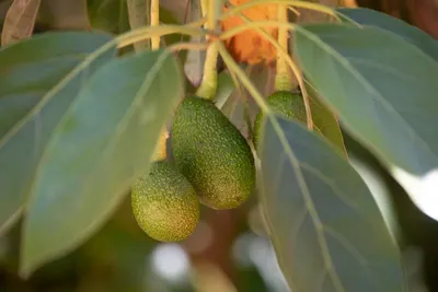 Organic Hass Avocado