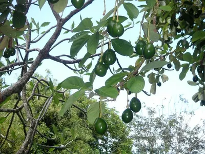 Hass Avocado