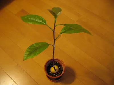 Scindapsus