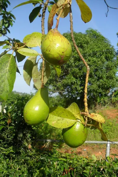 Avocado