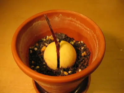 Avocado