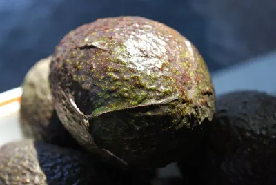 Hass Avocado