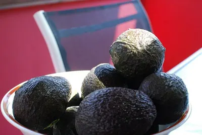 Fresh Avocado / Fresh Pear Hass Avocado