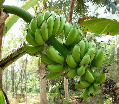 Fresh Bananas