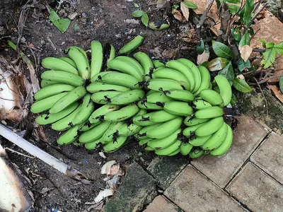 Fresh Bananas by SRS International Imperx
