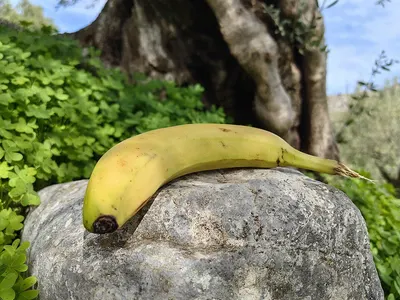 Chocolaty Banana