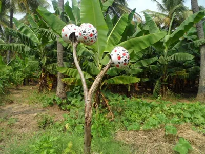 Mangosteen by Berrydale Foods Private Limited