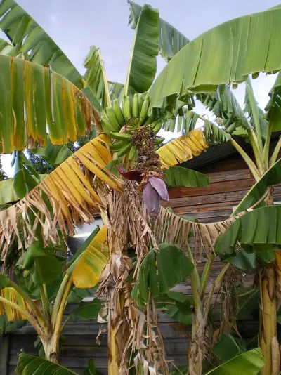 Bananas