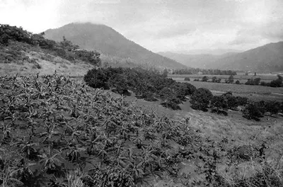 Agricultural Film (Black & White) by Van Phuc Trade & Production Co., Ltd.