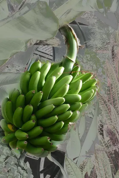 Semi Ripe Banana