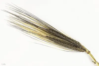 Barley