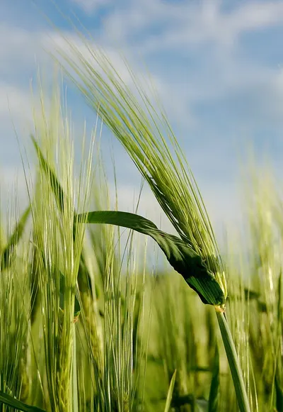 Biofuels by Energy Bridge