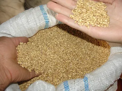 Soft Milling Wheat