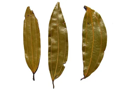Dried mango leaves by Aysha