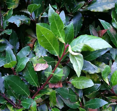 Ficus microcarpa by Evergreen Nurseries Co.
