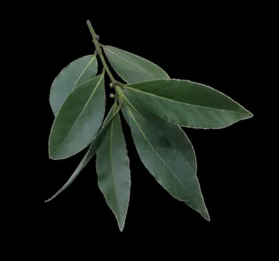 Olive leaf