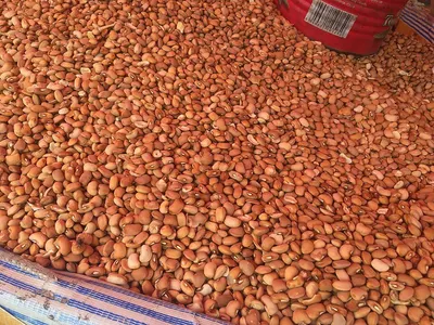 Groundnut seeds