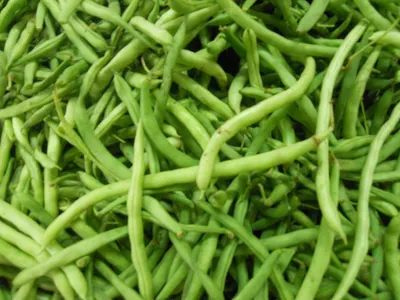 Live Micro Greens