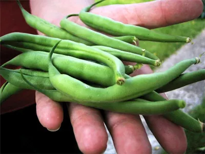 Tonka Beans