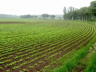Black Agricultural Film by Shenzhen Bio Plastic Technology Co., Ltd.