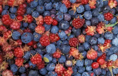 Red Currant (organic)