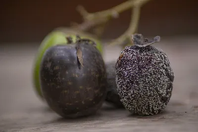 Mangosteen