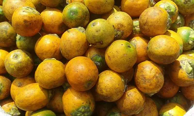 Citrus Aurantium (organic)