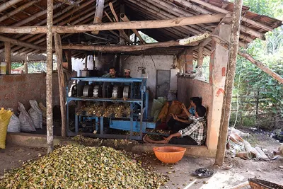 Groundnut Oil Mill Plant