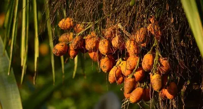 Assam Betel Nuts
