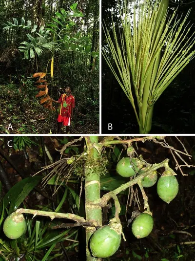 Betel Nut