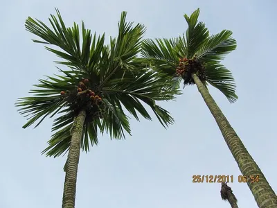RBD Palm Olein CP8